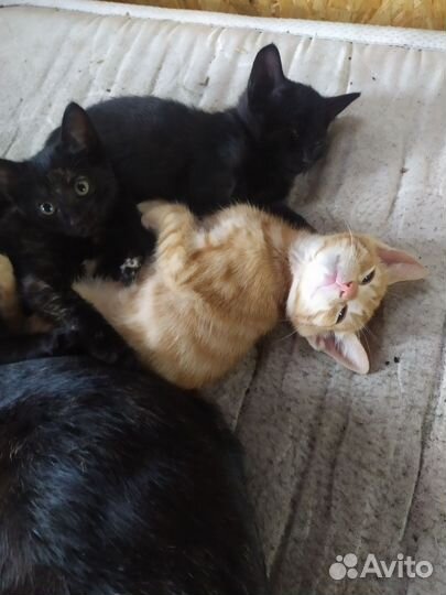 Котята от кошки крысолова