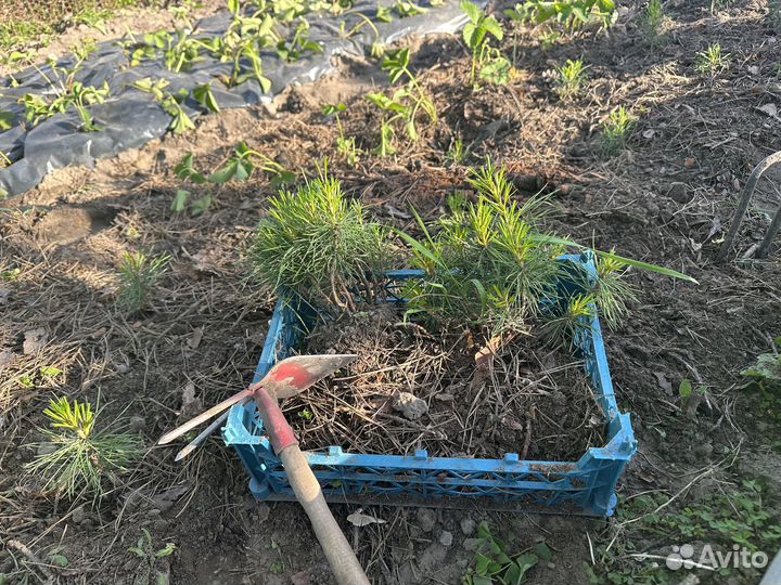 Саженцы сибирского кедра (сосна сибирская)