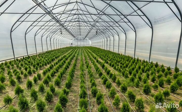 Туя Смарагд с доставкой