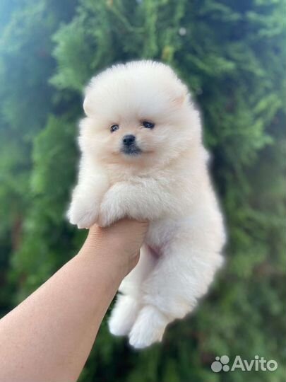 Померанский шпиц микро девочка