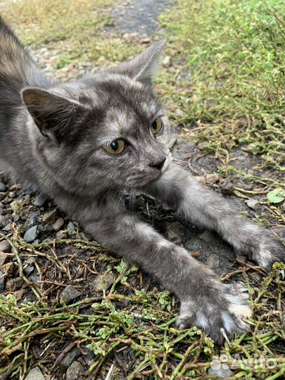Котенок бесплатно