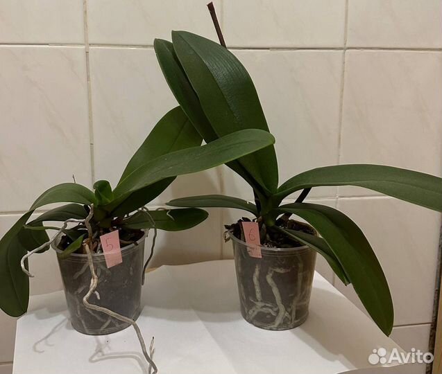 Орхидея фаленопсис