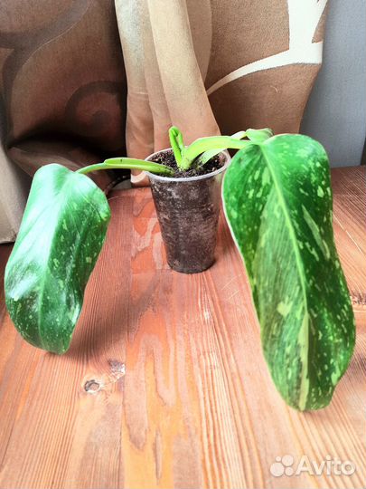 Филодендрон Хосе Буэно Имбе вайт