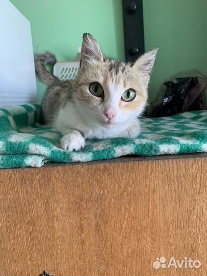 Кошка Дуся мышеловка