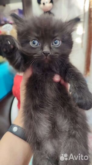 Кошки в добрые руки бесплатно