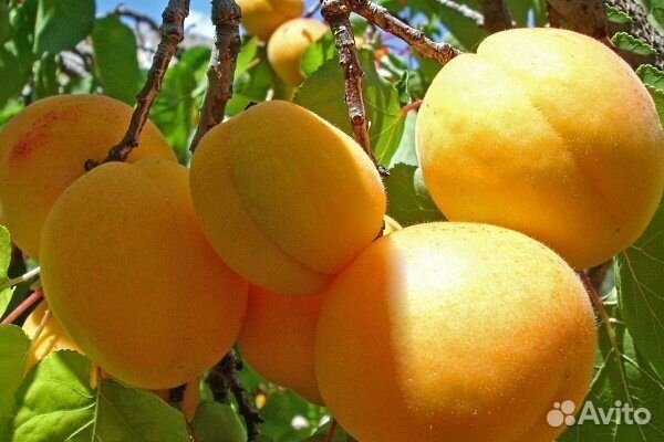 Саженцы Абрикос Триумф Северный (морозостойкий)