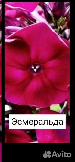 Флоксы сортовые