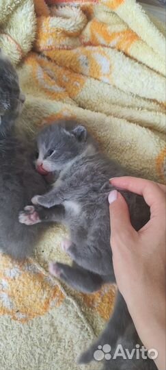 Котята мальчики
