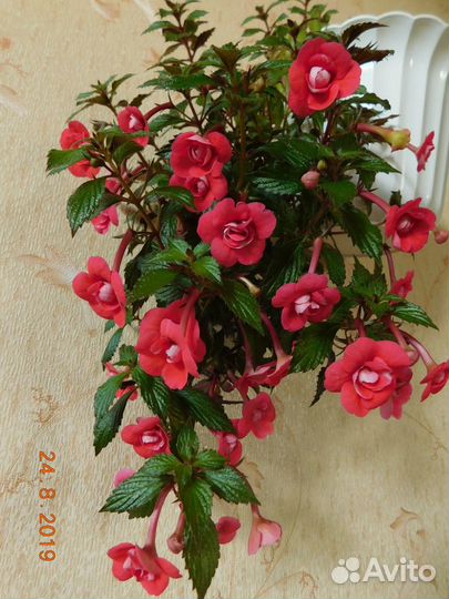 Ахименесы сортовые