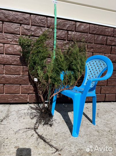 Кусты можжевельника