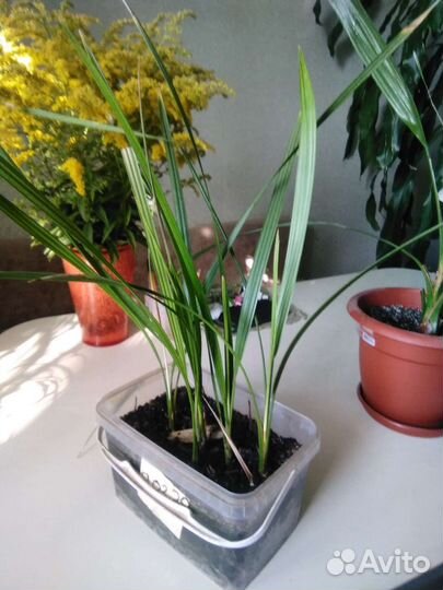 Пальмы,семена пальм