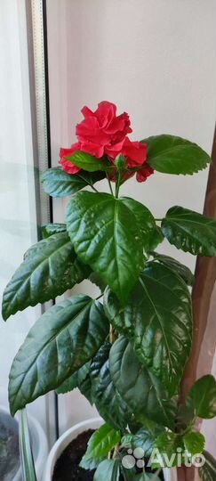 Гибискус китайская роза