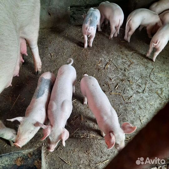 Поросята белая мясная +петрен
