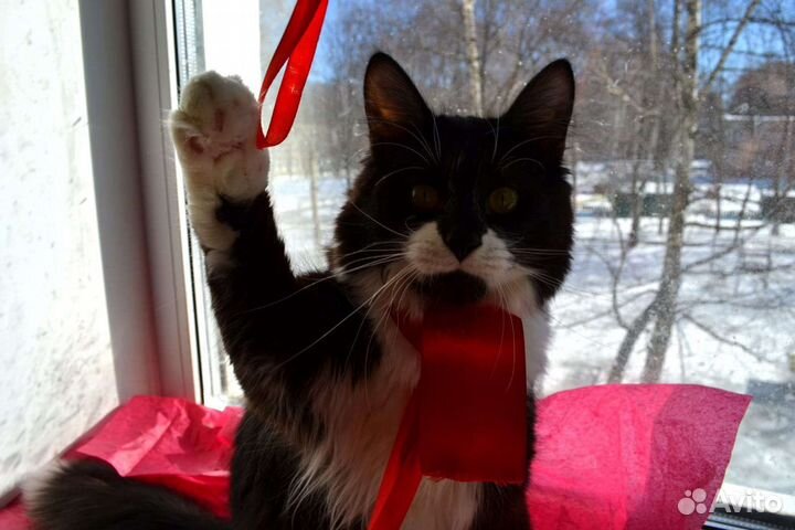 Кошка в дар