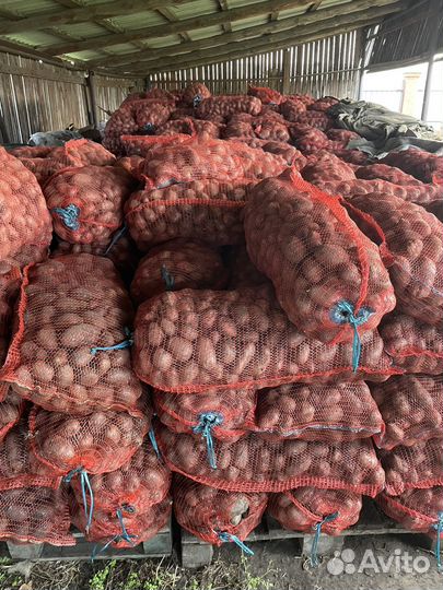 Картофель свежий