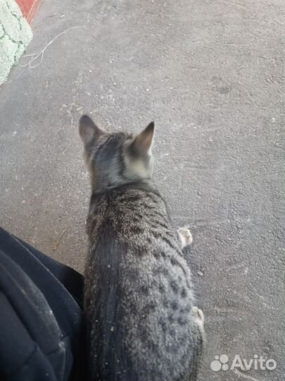 Кот полосатик