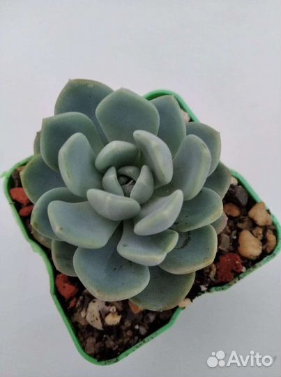 Редкие эхеверии-3. Разные виды