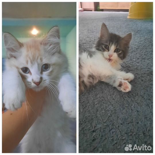 Котята в добрые руки