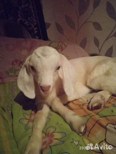 Козы козлята зааненские чешские нубийские