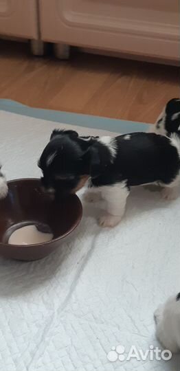 Щенки бивер йорка мини