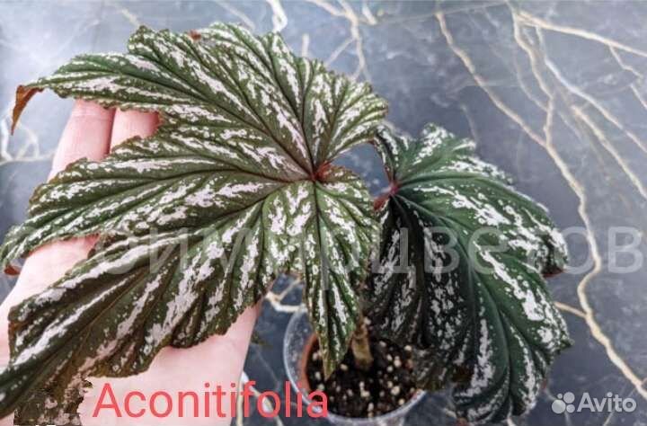 Бегония кейн