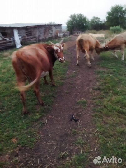 Быки на откорм