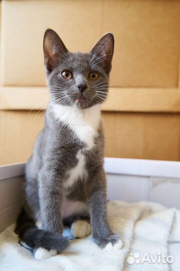 Кошка в дар бесплатно