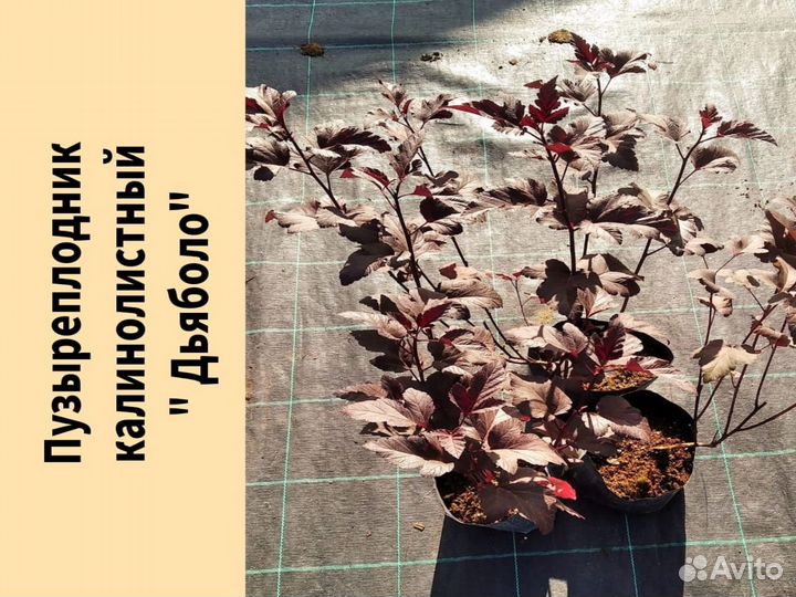 Пузыреплодник калинолистный 