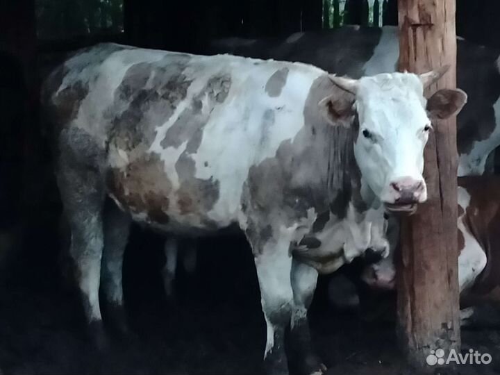 Бык/телка на мясо/живым весом