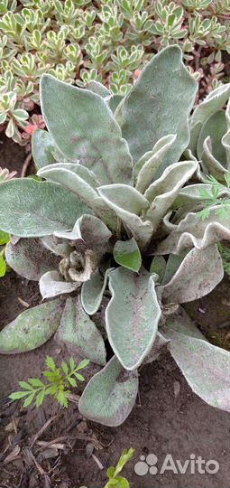 Лихнис корончатый