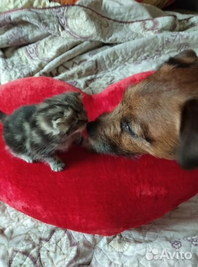 Продаю котят