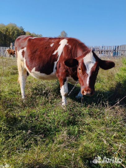 Продам тёлку