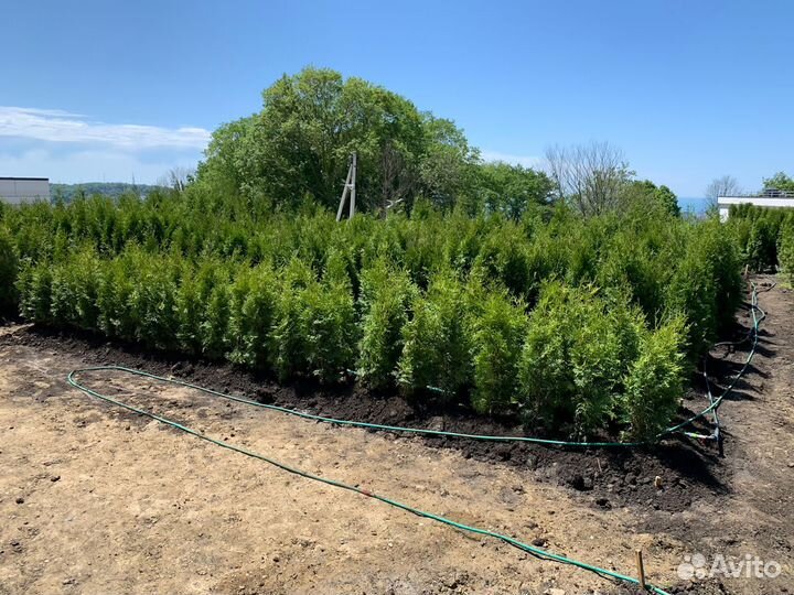 Туи смарагд