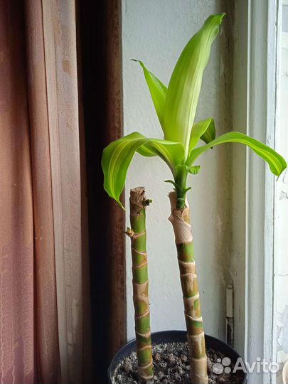 Драцена Массанжеана, горшке 2 шт