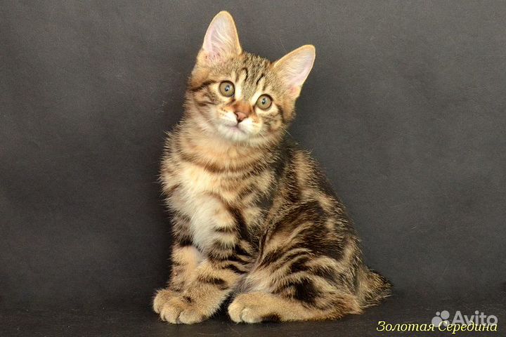 Котята продаются