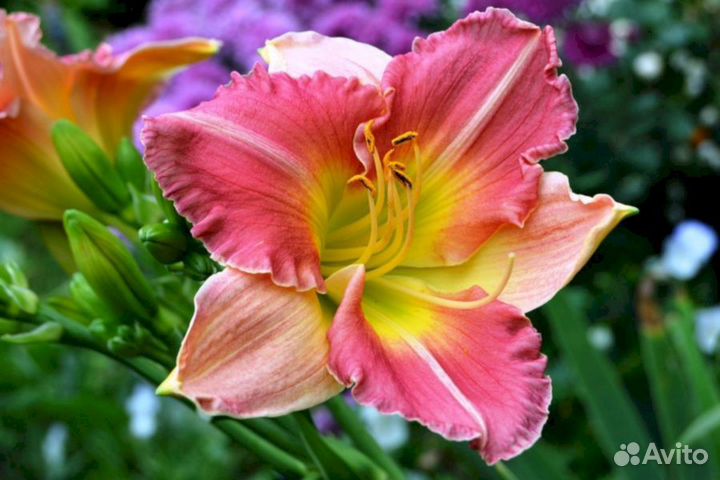 Лилейники Финал Тач