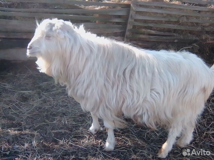 Козлик и козочка Ламанча, козлята