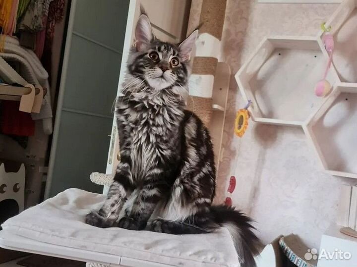 Котенок мейнкун девочка