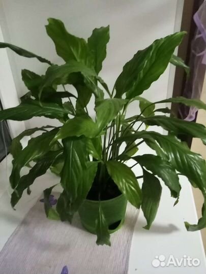 Спатифиллум