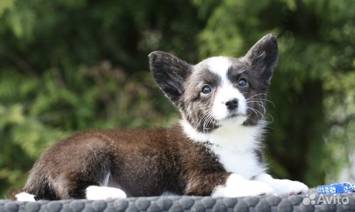 Щенки Вельш-Корги Кардиган