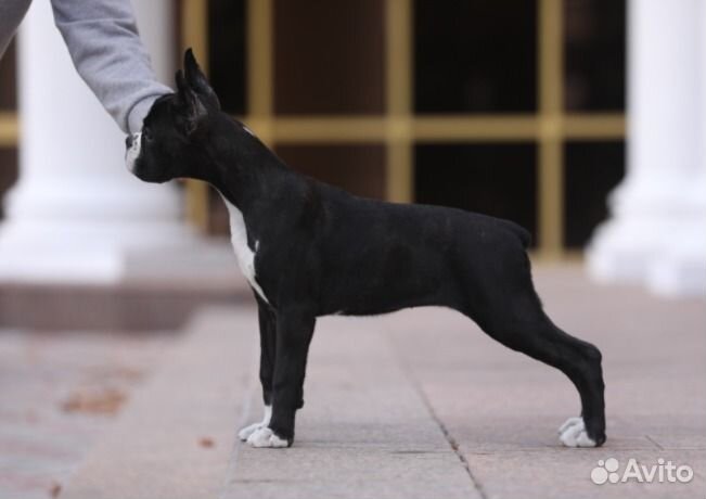 Щенок боксера девочка