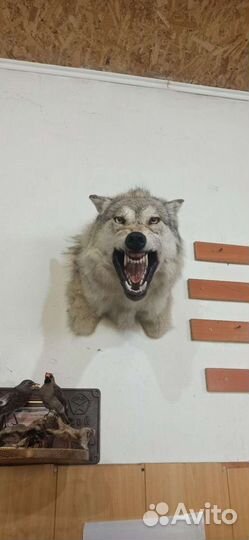Таксидермия волк