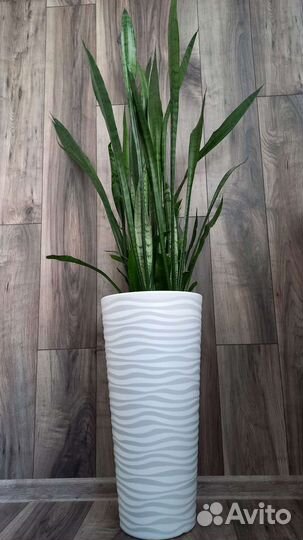 Сансевиерия