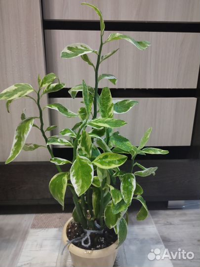 Педилантус