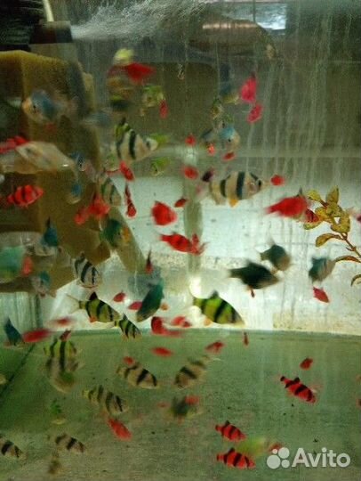 Аквариумные рыбки