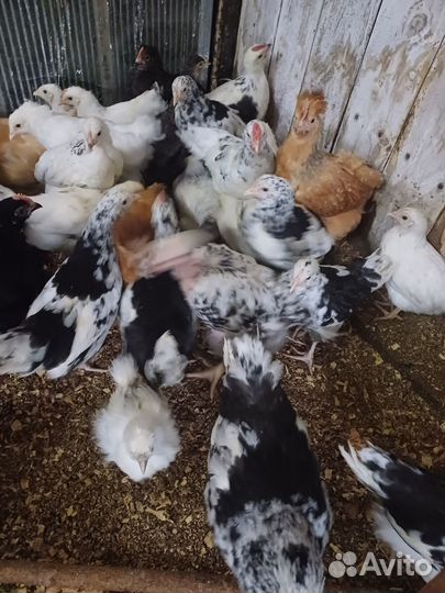 Куры молодки несушки