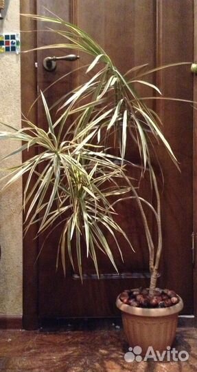 Драцена Маргината (окаймленная)