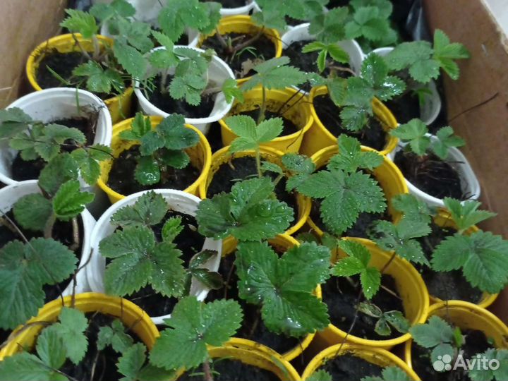 Земляника Жёлтая ремонтантная рассада