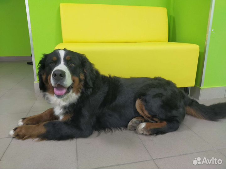 Студия груминга