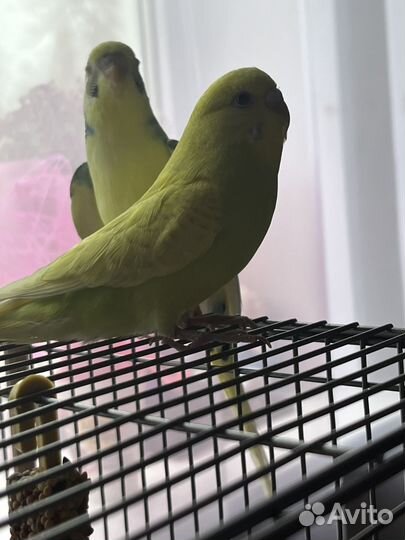 Волнистый попугай с клеткой